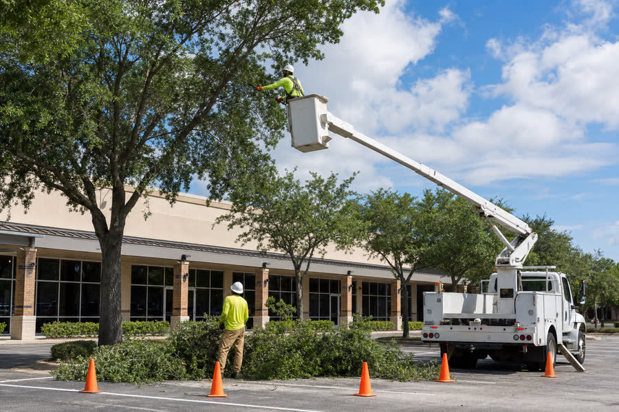 Arborist crew pruning trees at a commercial property