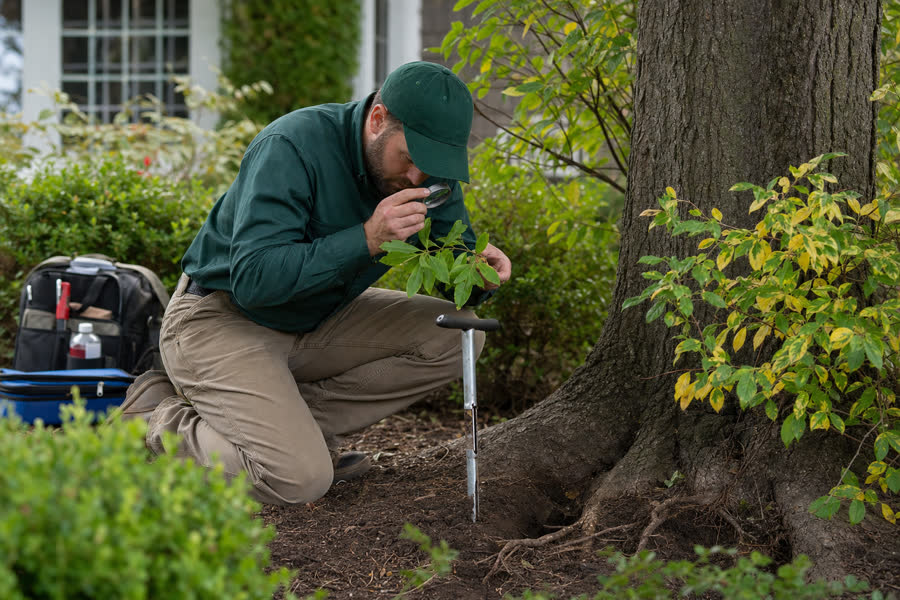 Arborist inspecting foliage and soil at a tree root zone