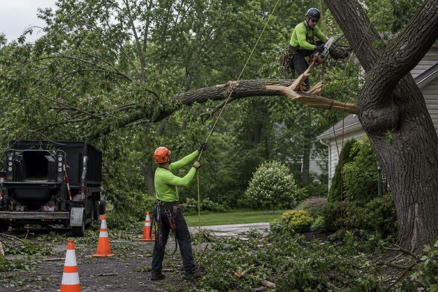 Arborist crew removing a storm-damaged tree limb