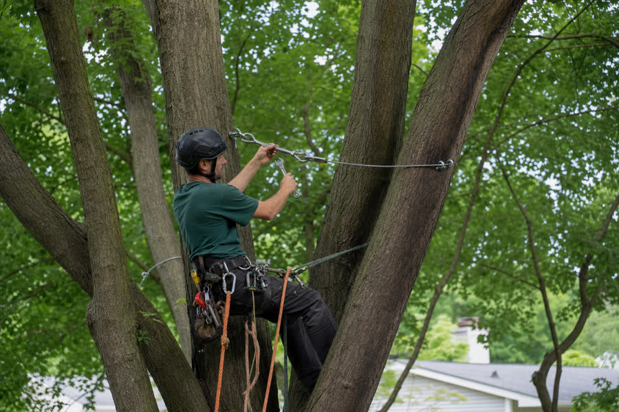 Arborist installing support cabling in a mature tree