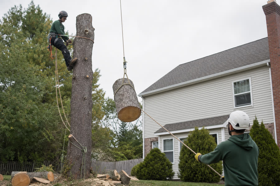 Arborist crew performing a controlled tree removal